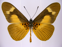 Acraea paragea