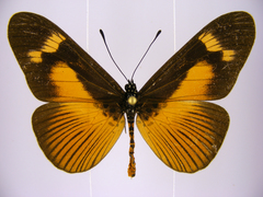 Acraea paragea