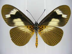 Acraea paragea
