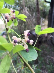 Akebia