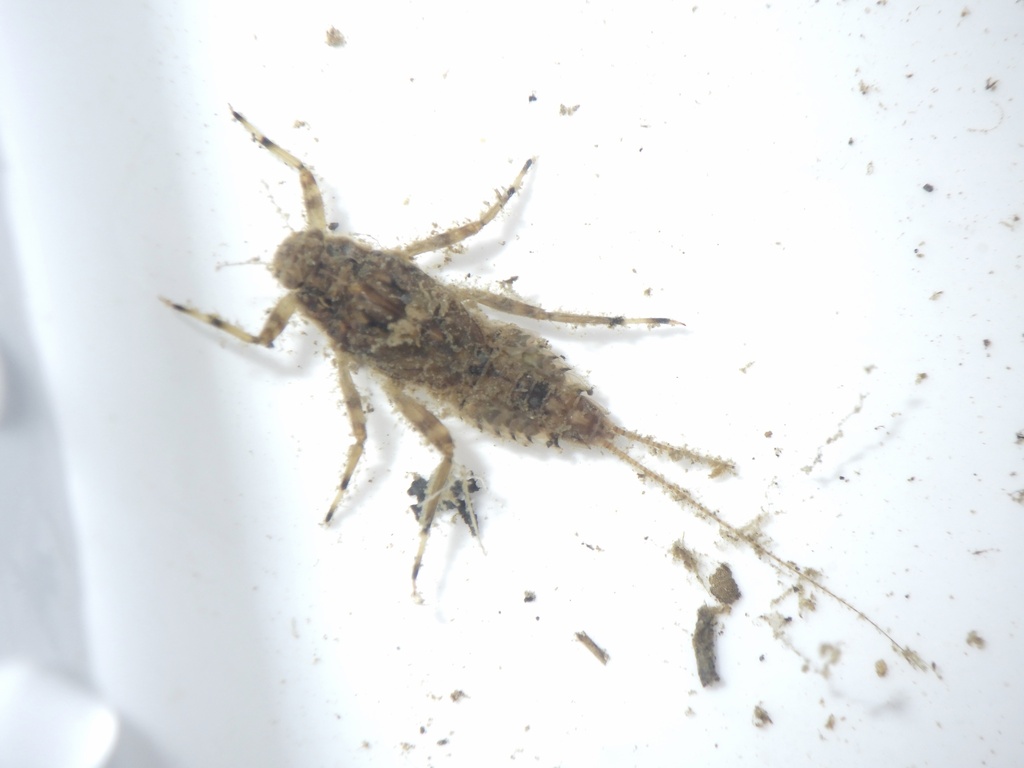 Ephacerella