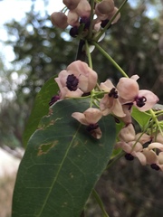 Akebia