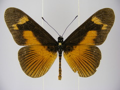 Acraea paragea