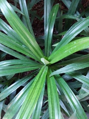 Pandanus amaryllifolius