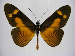 Acraea paragea