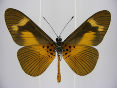 Acraea paragea