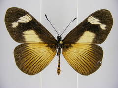 Acraea paragea