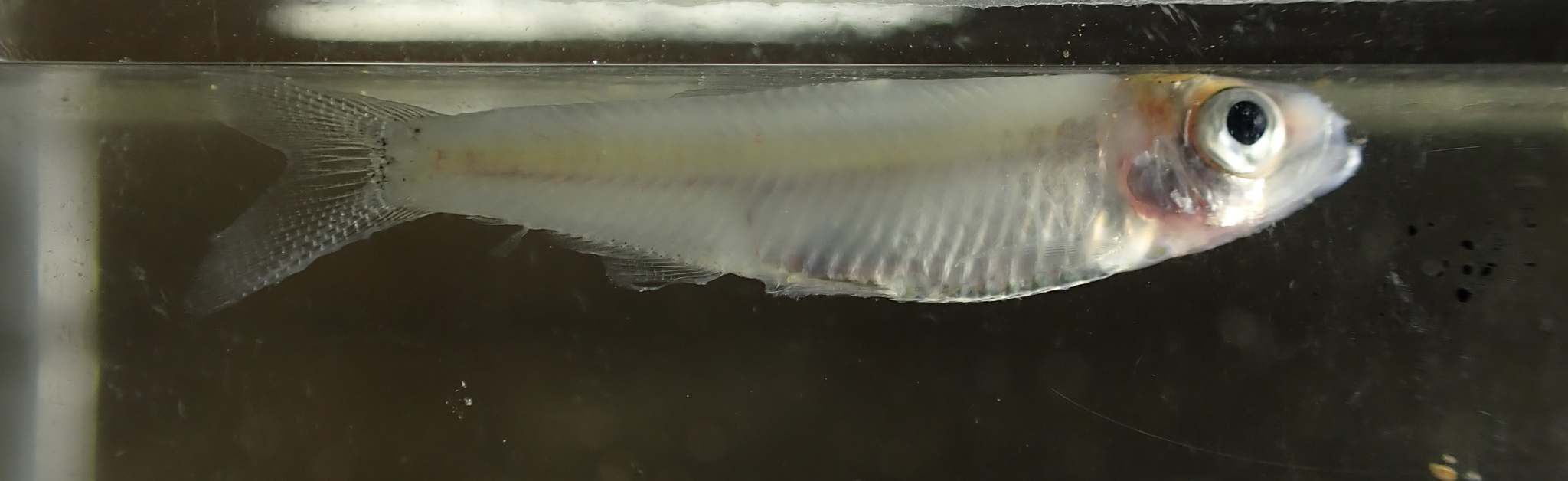 Thai River Sprat
