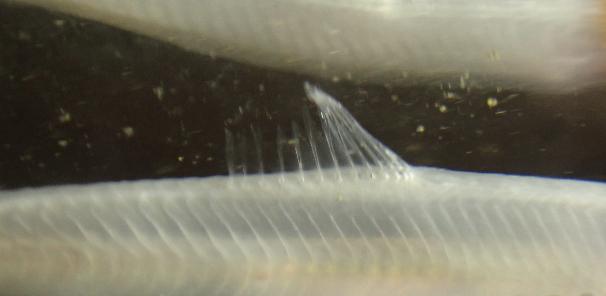 Thai River Sprat photo 2