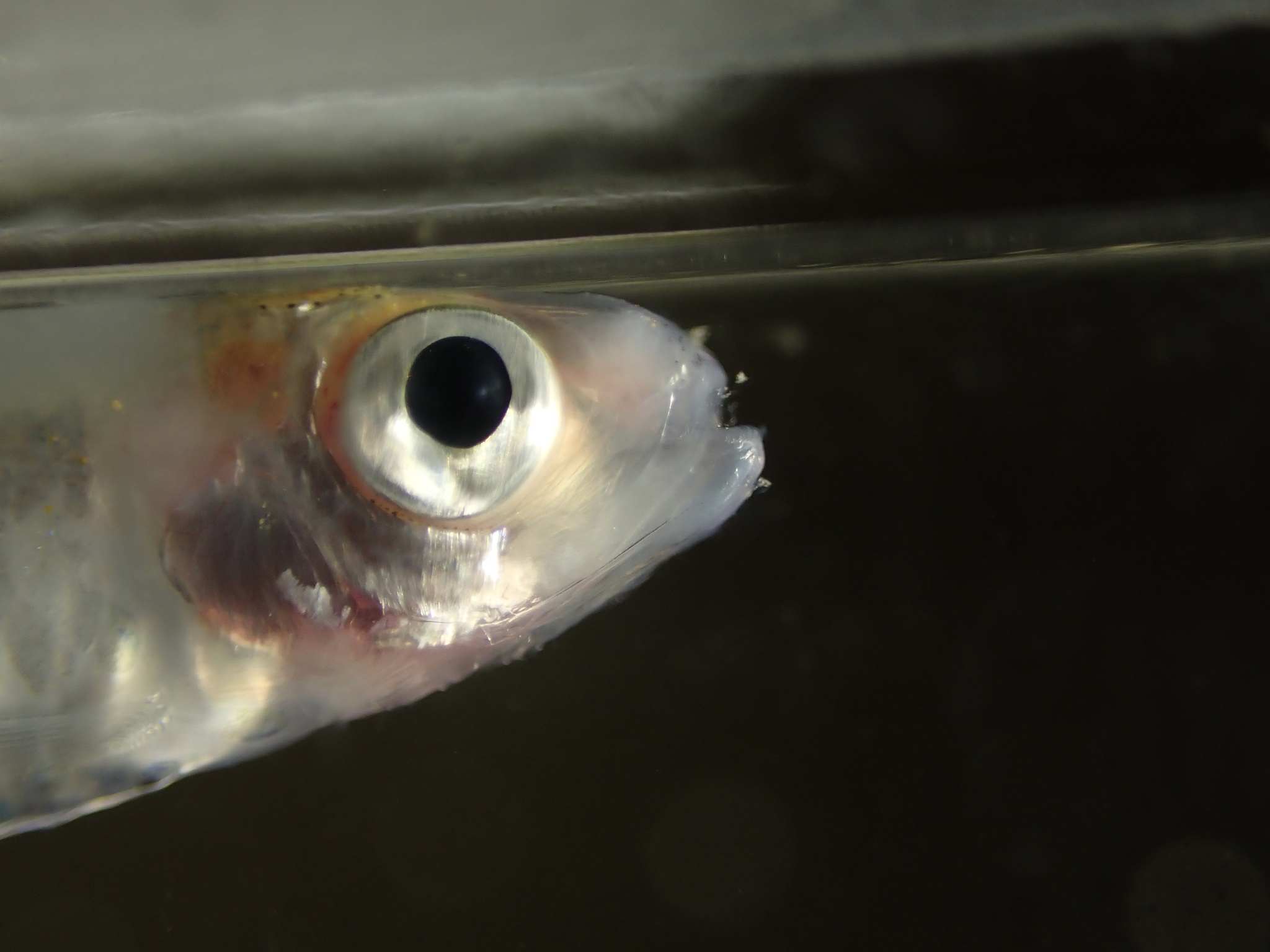 Thai River Sprat photo 3