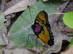 Euphaedra janetta