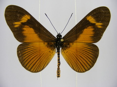 Acraea paragea