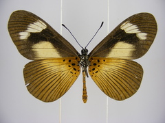 Acraea paragea