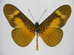 Acraea paragea