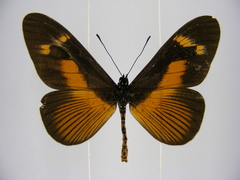 Acraea paragea