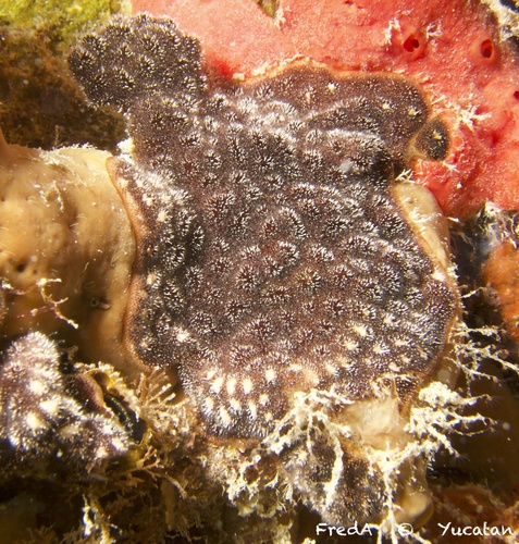Celleporaria albirostris observed 2013-05-03