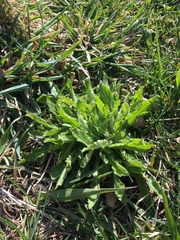 Erigeron philadelphicus