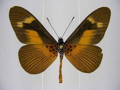 Acraea paragea