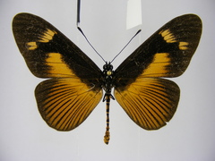 Acraea paragea