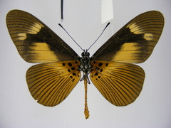 Acraea paragea