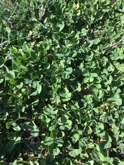 Trifolium repens