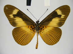 Acraea paragea