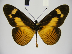 Acraea paragea