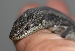 Egernia napoleonis