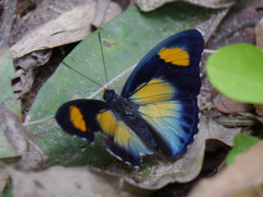 Euphaedra janetta