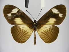 Acraea paragea