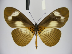 Acraea paragea