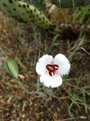 Calochortus catalinae
