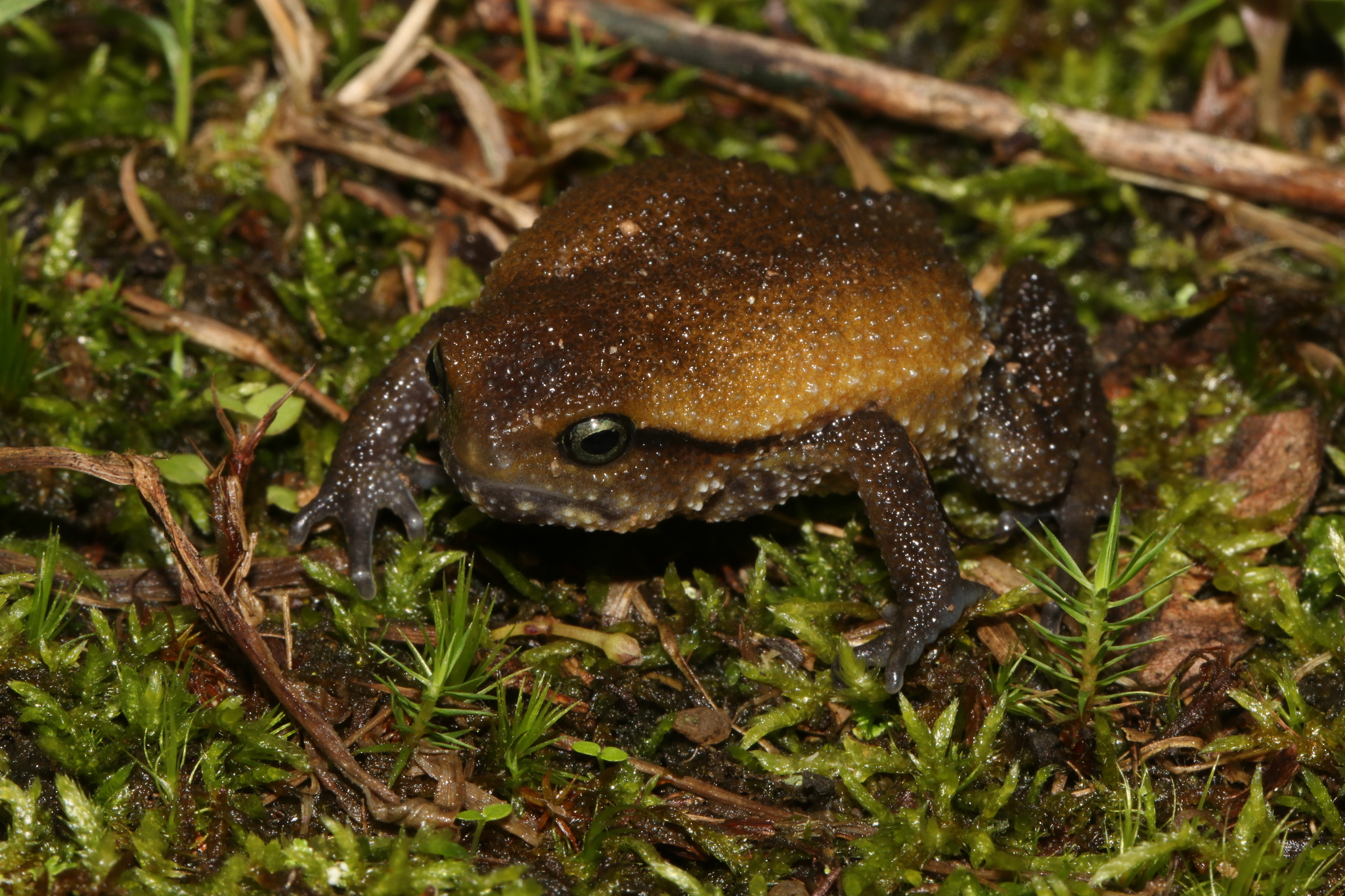 Rungwe Forest Frog photo 2
