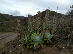 Dudleya virens insularis