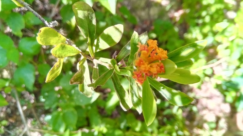 Gnidia daphnifolia image