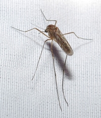 Culiseta inornata