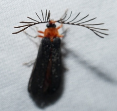 Pterotus obscuripennis