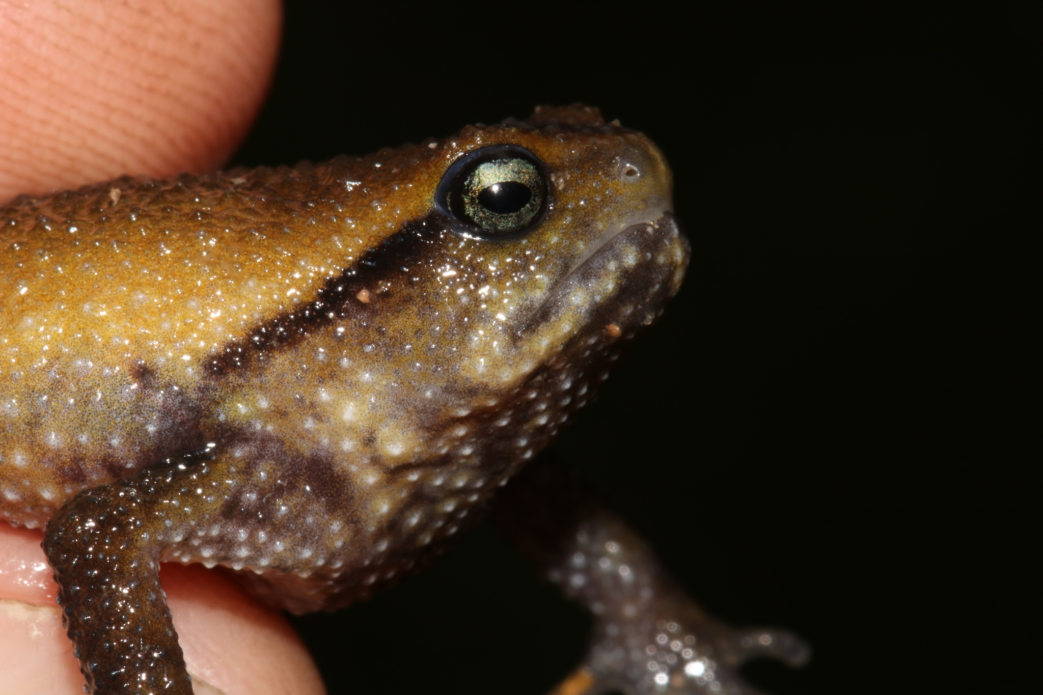 Rungwe Forest Frog photo 3