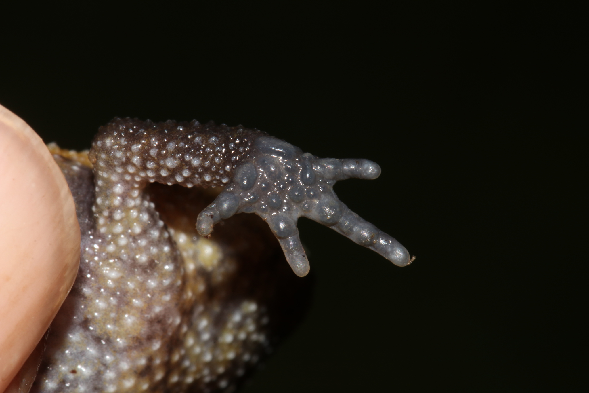 Rungwe Forest Frog photo 4
