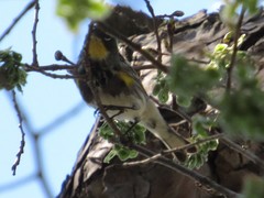 Setophaga coronata coronata × auduboni