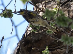 Setophaga coronata coronata × auduboni