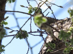 Setophaga coronata coronata × auduboni