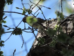 Setophaga coronata coronata × auduboni