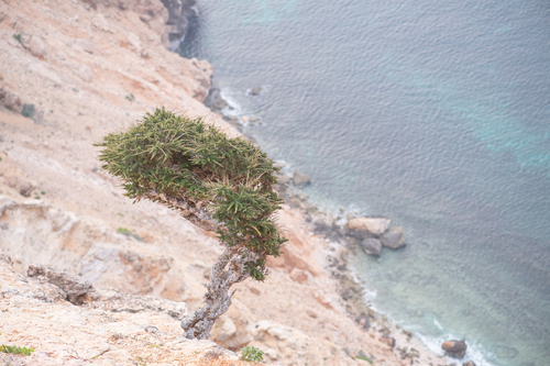 Commiphora planifrons (Balf.fil.) Engl. 4