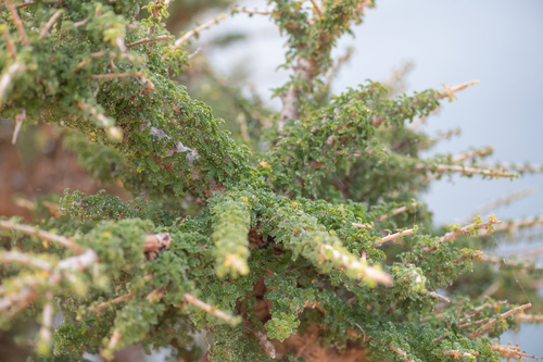Commiphora planifrons (Balf.fil.) Engl. 2