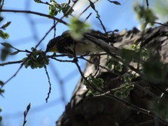 Setophaga coronata coronata × auduboni