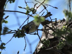 Setophaga coronata coronata × auduboni