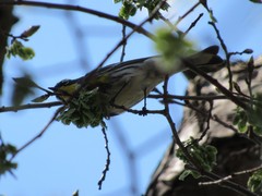 Setophaga coronata coronata × auduboni