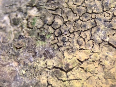 Verrucaria cernaensis