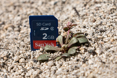 Calyptridium pulchellum